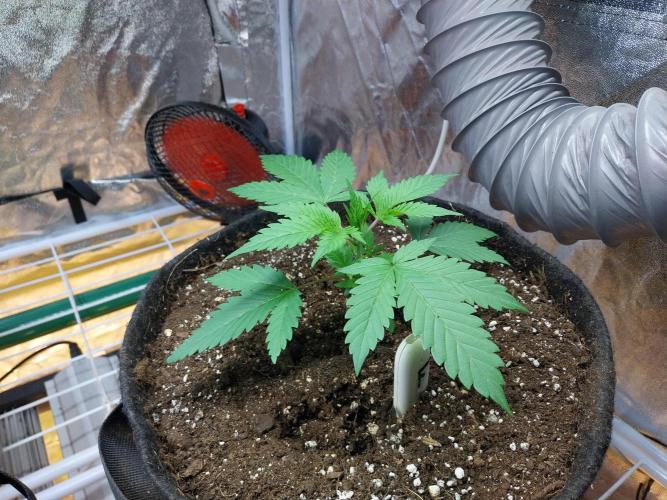 Pierrette de la lune 2. Week 3 - 20/11