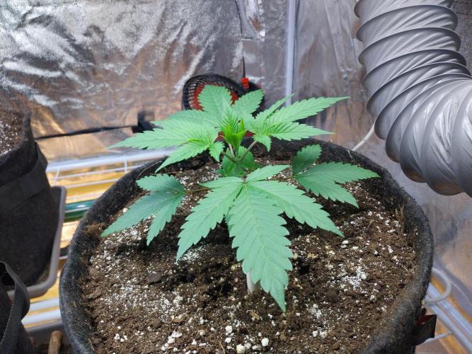 Pierrette de la lune 2. Week 3 - 21/11