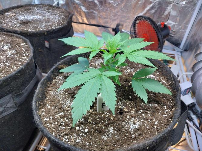 Pierrette de la lune 2. Week 3 - 22/11