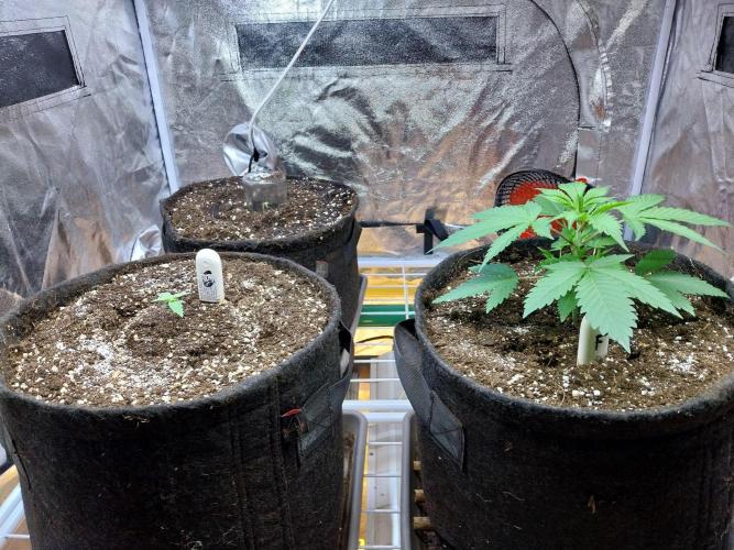 Pierrette de la lune 2. Week 3 - 23/11