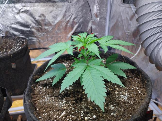 Pierrette de la lune 2. Week 3 - 23/11