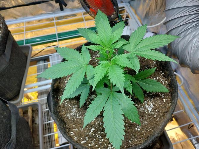 Pierrette de la lune 2. Week 3 - 24/11