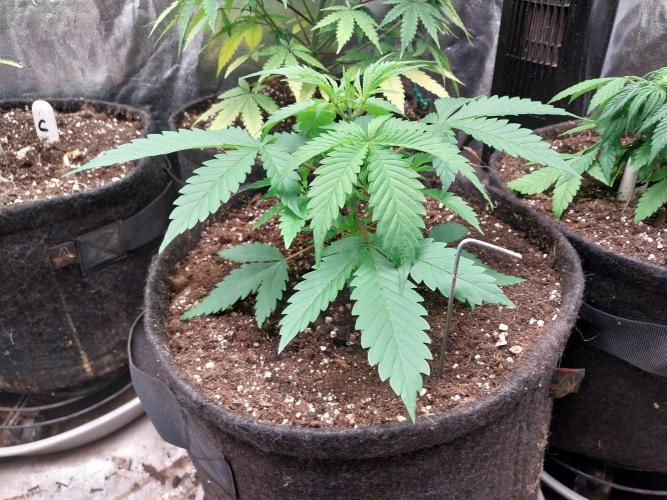 Pierrette de la lune 2. Week 3 - 25/11