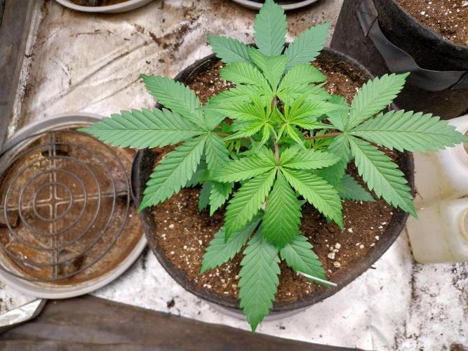 Pierrette de la lune 2. Week 3 - 26/11