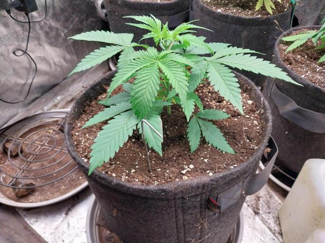 Pierrette de la lune 2. Week 3 - 26/11