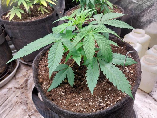 Pierrette de la lune 2. Week 3 - 26/11