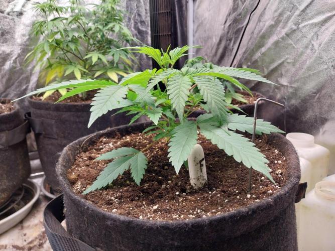 Pierrette de la lune 2. Week 3 - 26/11