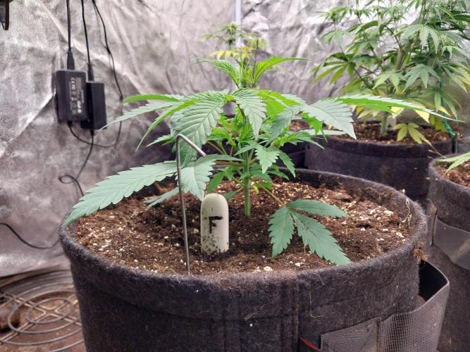 Pierrette de la lune 2. Week 3 - 26/11