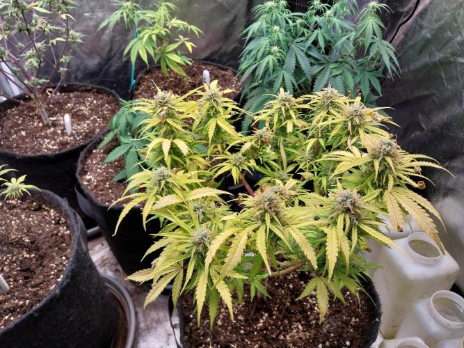 Mat Ohperché. Week 12 - 21/11