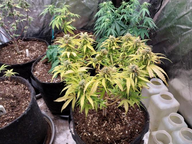 Mat Ohperché. Week 12 - 22/11