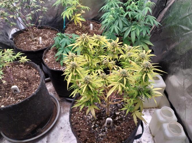 Mat Ohperché. Week 12 - 23/11