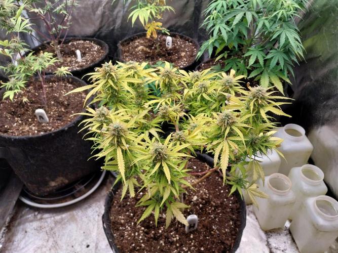 Mat Ohperché. Week 12 - 24/11