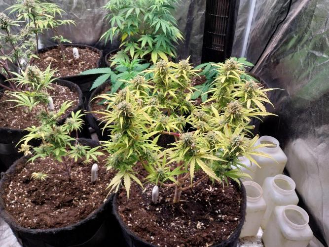 Mat Ohperché. Week 12 - 25/11