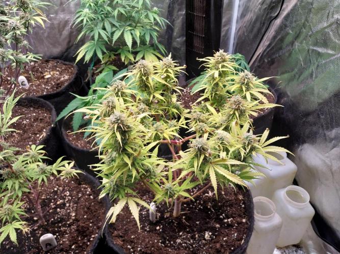 Mat Ohperché. Week 12 - 26/11