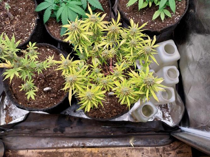 Mat Ohperché. Week 12 - 27/11