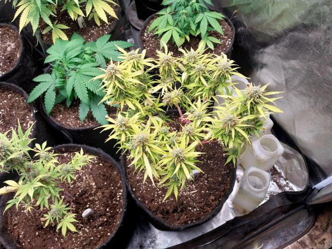 Mat Ohperché. Week 12 - 27/11