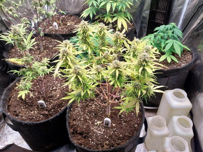 Mat Ohperché. Week 12 - 27/11