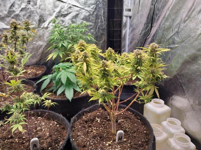 Mat Ohperché. Week 12 - 27/11