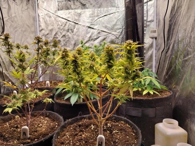 Mat Ohperché. Week 12 - 27/11