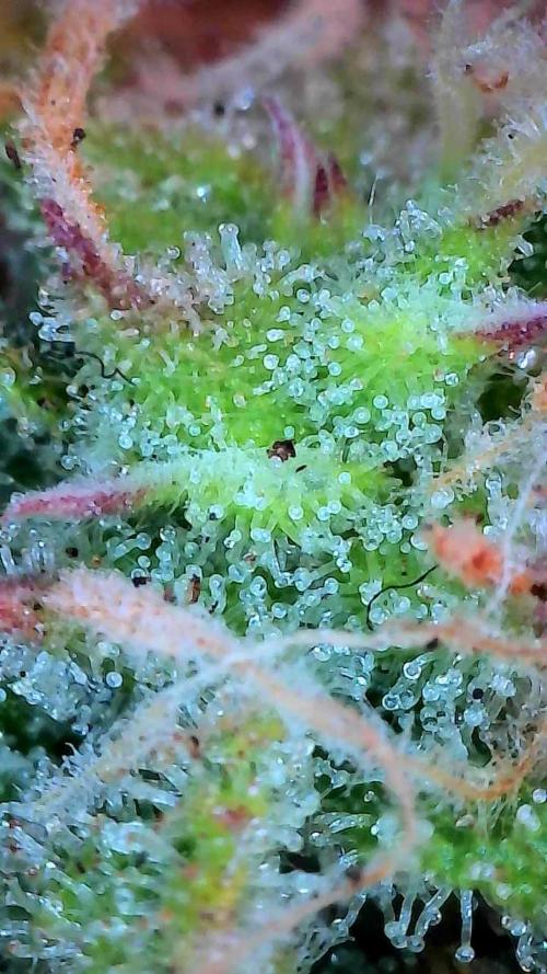 Mat Ohperché. Week 12 - 27/11