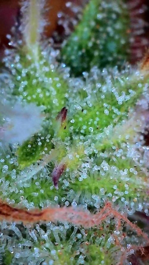 Mat Ohperché. Week 12 - 27/11