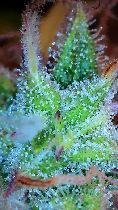 Mat Ohperché. Week 12 - 27/11