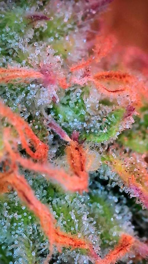 Mat Ohperché. Week 12 - 27/11