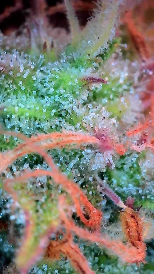 Mat Ohperché. Week 12 - 27/11