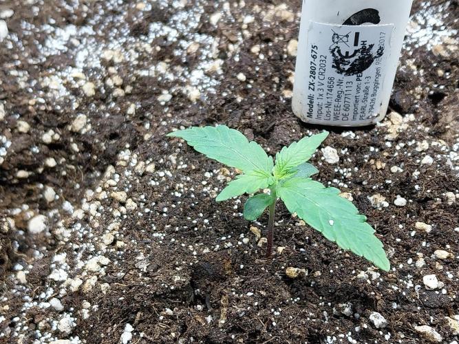 Quoitesqueu. Week 2 - 22/11