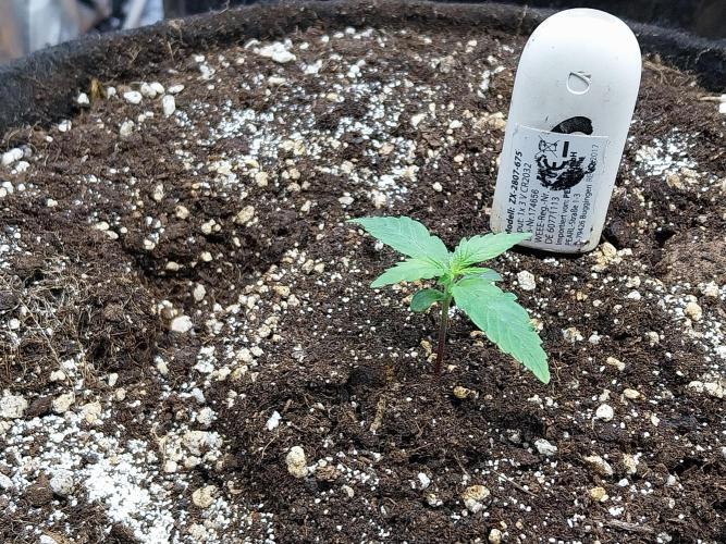 Quoitesqueu. Week 2 - 23/11