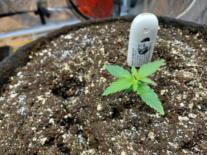 Quoitesqueu. Week 2 - 25/11