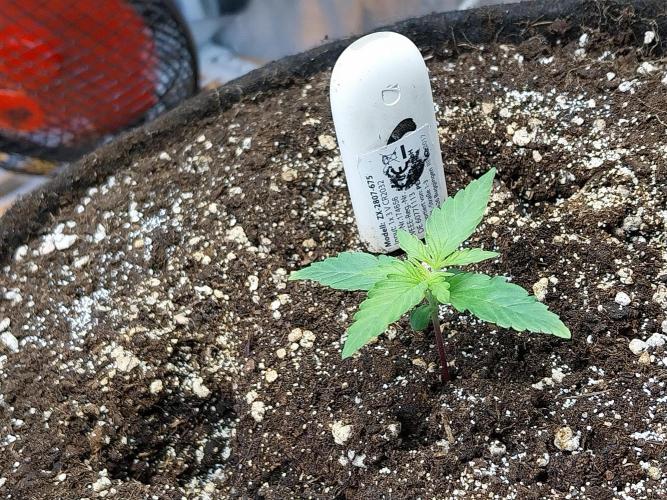 Quoitesqueu. Week 2 - 26/11