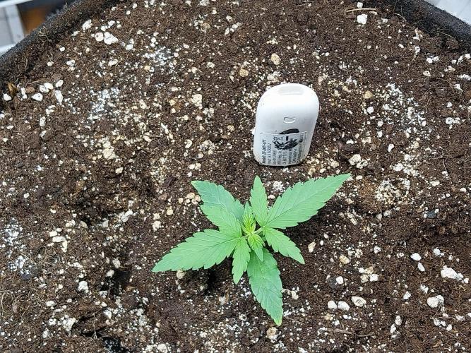 Quoitesqueu. Week 2 - 27/11