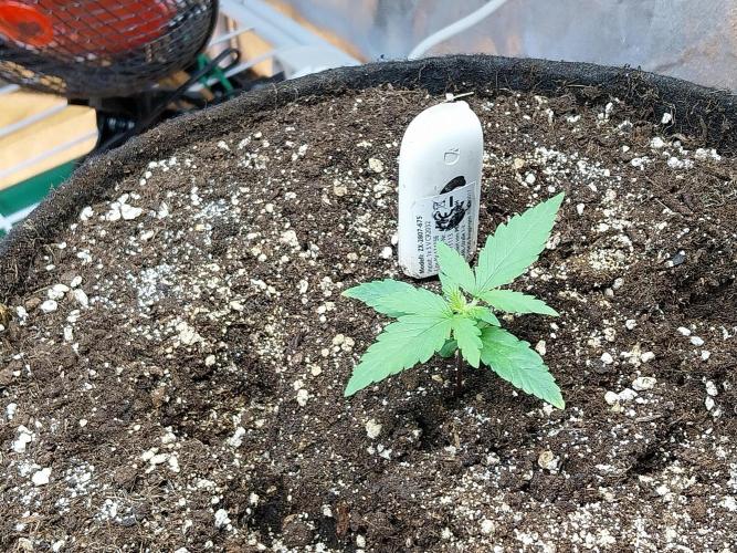 Quoitesqueu. Week 2 - 27/11