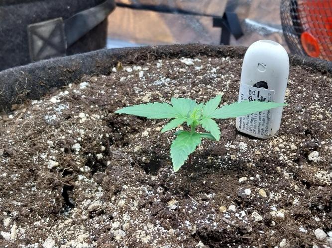 Quoitesqueu. Week 2 - 27/11