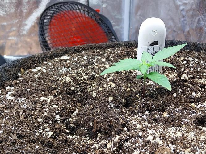 Quoitesqueu. Week 2 - 27/11