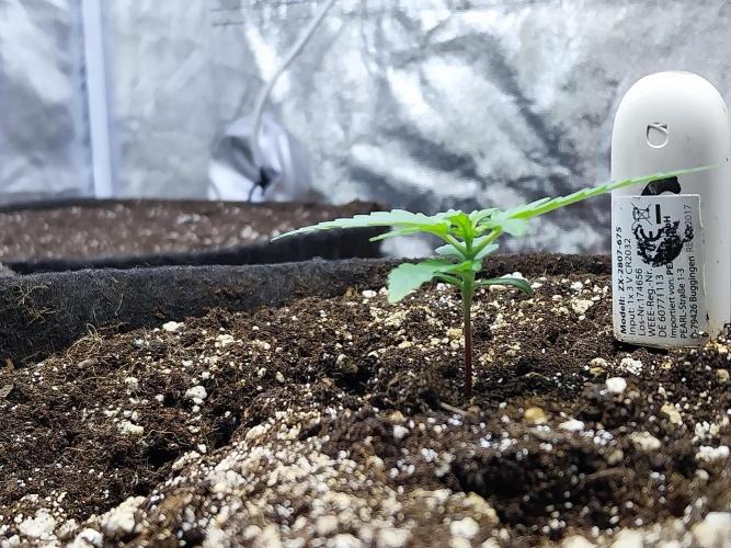 Quoitesqueu. Week 2 - 27/11