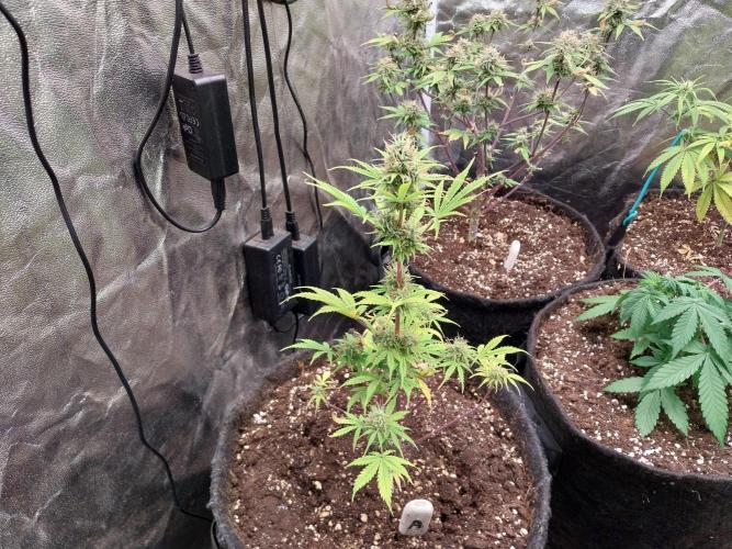 Beuhengelé. Week 11 - 22/11