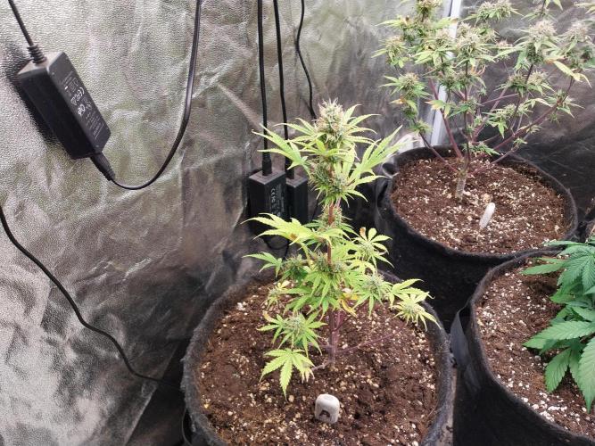 Beuhengelé. Week 11 - 23/11