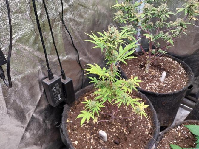 Beuhengelé. Week 11 - 24/11