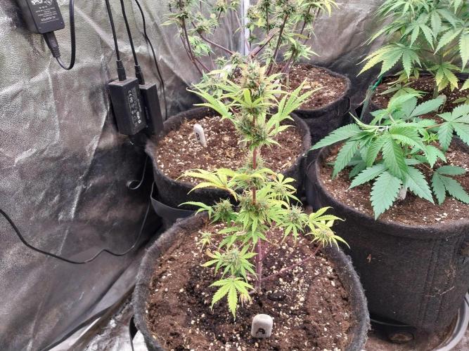 Beuhengelé. Week 11 - 25/11