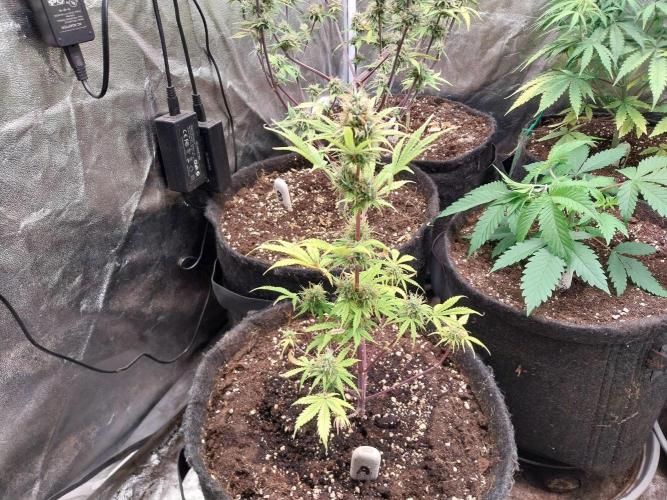 Beuhengelé. Week 11 - 26/11