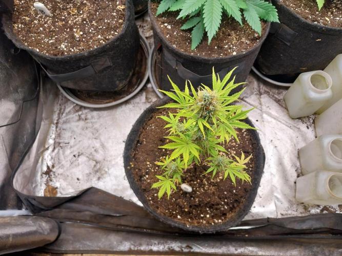 Beuhengelé. Week 11 - 28/11