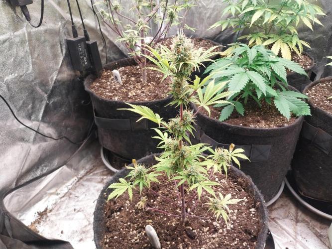 Beuhengelé. Week 11 - 28/11