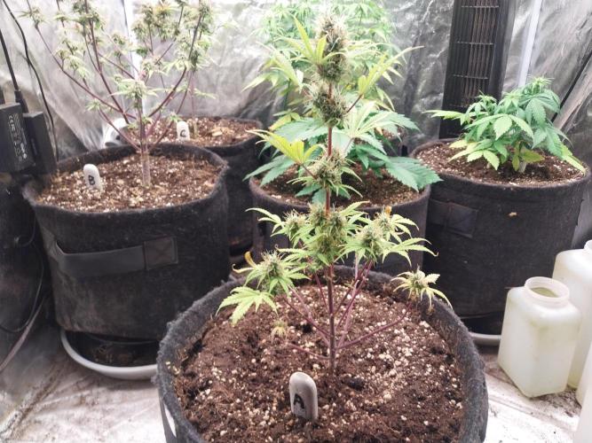 Beuhengelé. Week 11 - 28/11