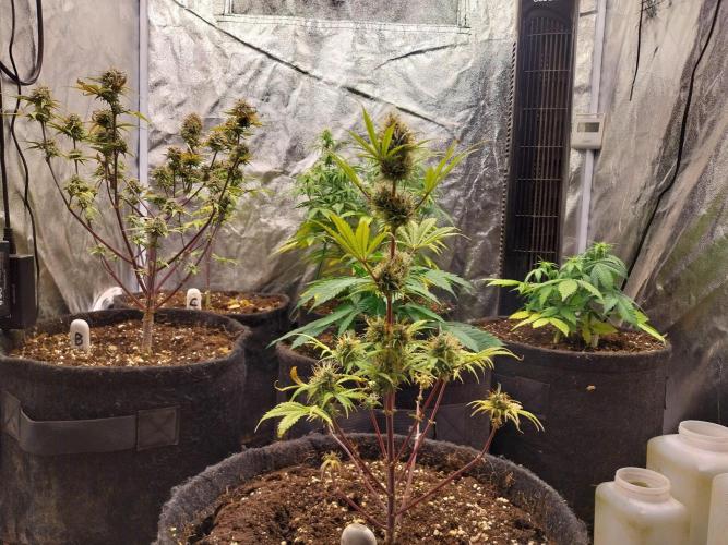 Beuhengelé. Week 11 - 28/11