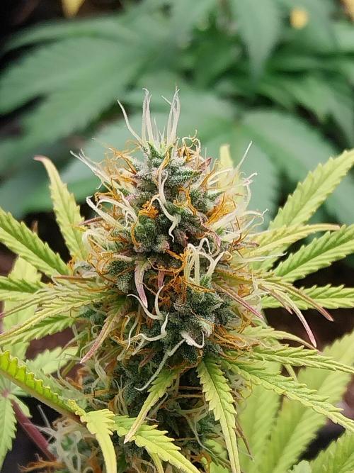 Beuhengelé. Week 11 - 28/11