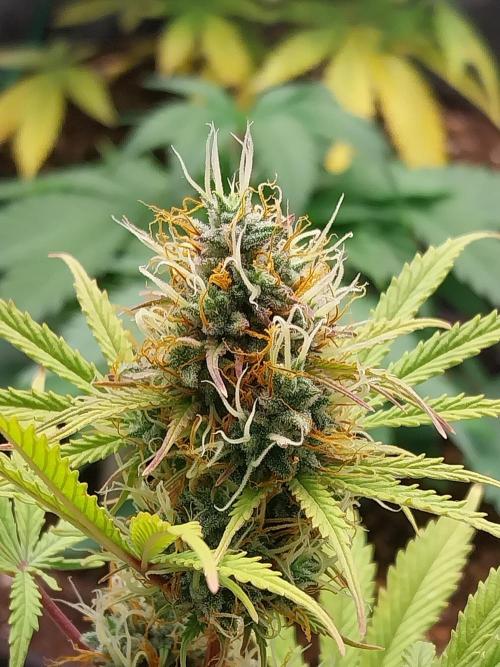 Beuhengelé. Week 11 - 28/11