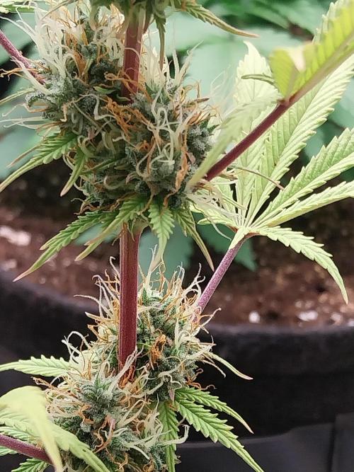 Beuhengelé. Week 11 - 28/11