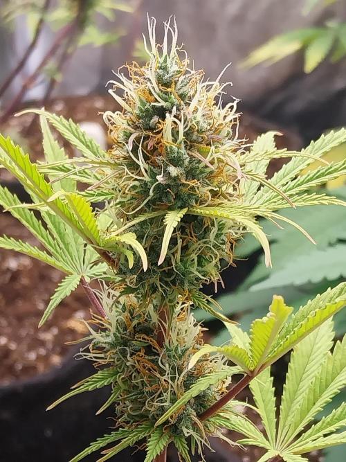 Beuhengelé. Week 11 - 28/11